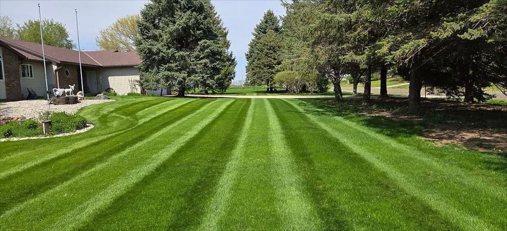 Blog post From Brown to Green: How DQ Lawn and Snow Restores Your Lawn's Health image