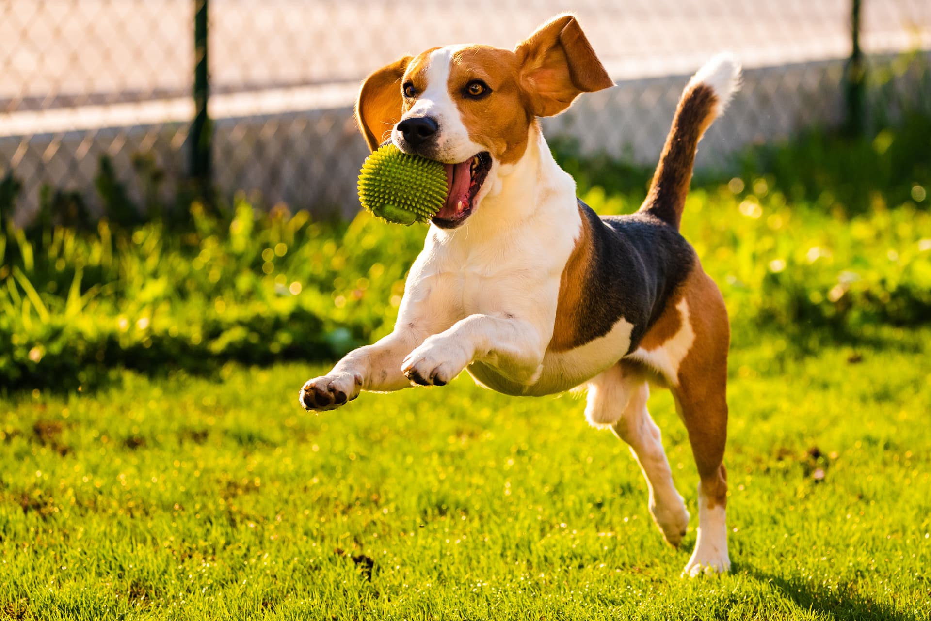 Blog post Creating Pet-Friendly Landscapes: Tips from DQ Lawn and Snow image